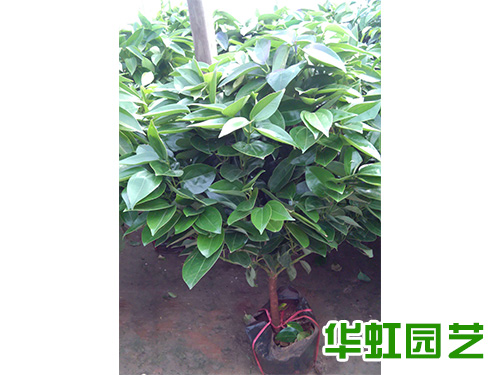 平安樹(shù)