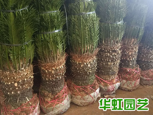 鐵樹(shù)