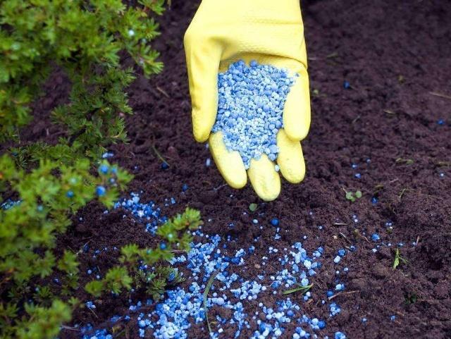 懷化華虹園藝園林綠化有限公司,懷化園林綠化工程設(shè)計(jì)施工養(yǎng)護(hù)