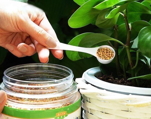 懷化華虹園藝園林綠化有限公司,懷化園林綠化工程設(shè)計(jì)施工養(yǎng)護(hù)