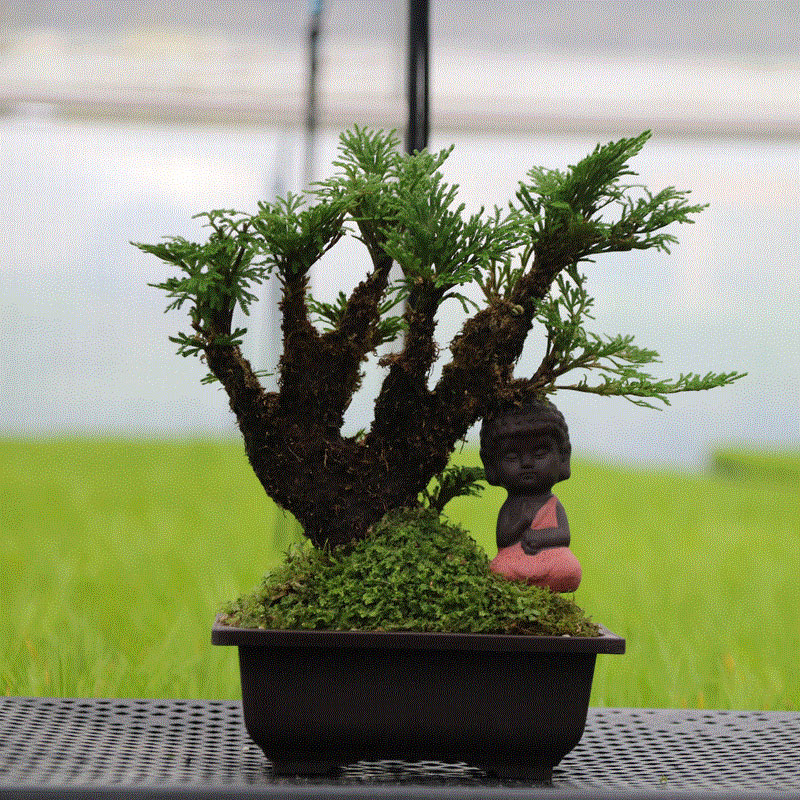 懷化華虹園藝園林綠化有限公司,懷化園林綠化工程設(shè)計(jì)施工養(yǎng)護(hù)
